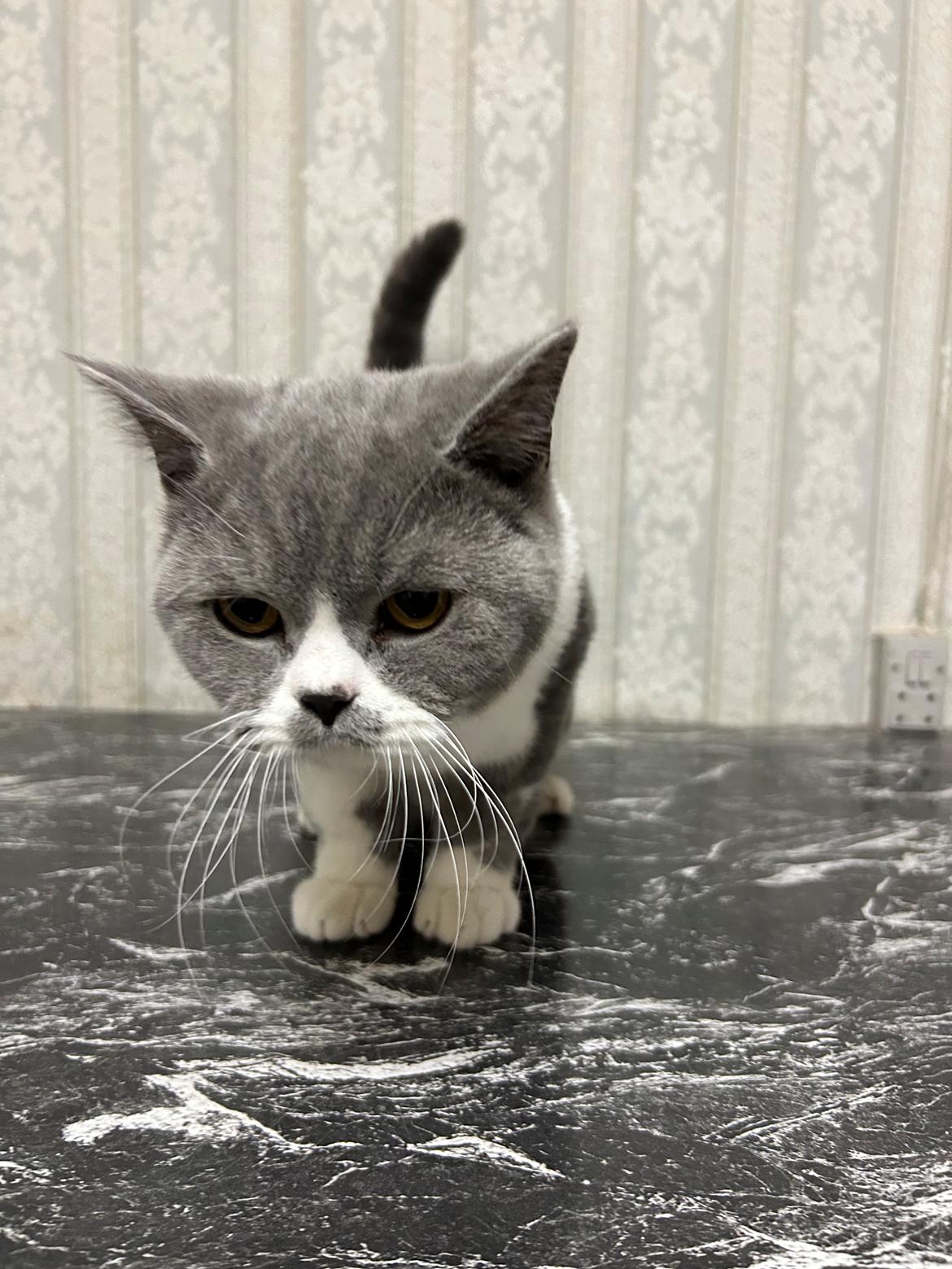 British Shorthair Snow billede 3