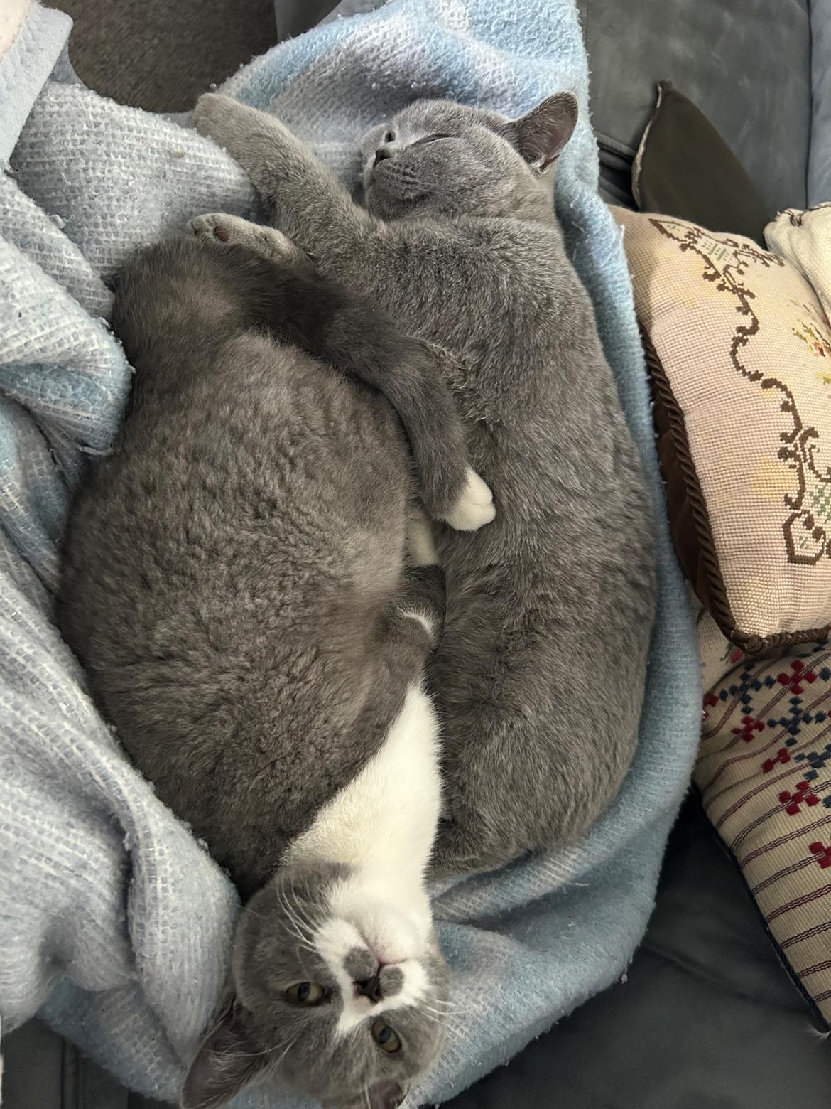 British Shorthair Snow billede 5