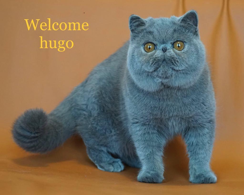 Exotic Lord Hugo Chapman Rivermill billede 1