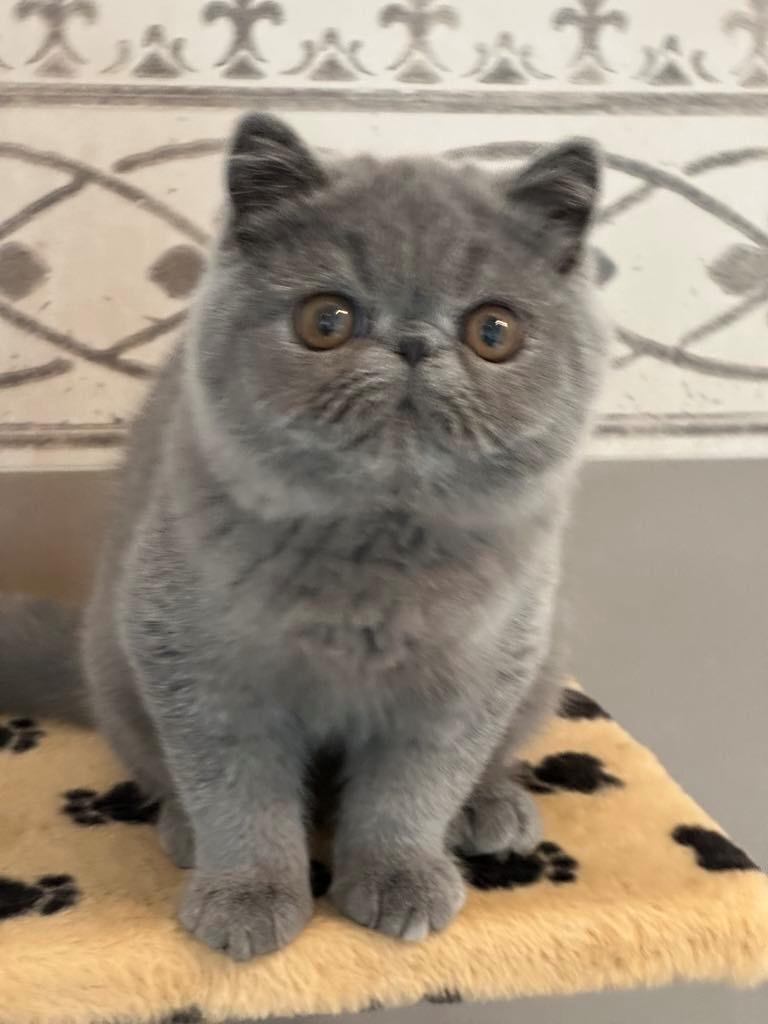 Exotic Lord Hugo Chapman Rivermill billede 3