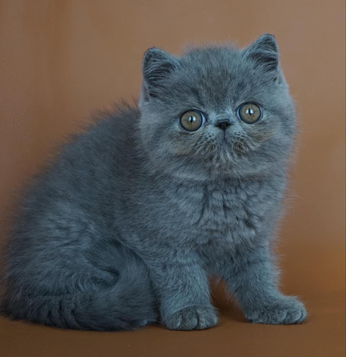 Exotic Lord Hugo Chapman Rivermill billede 4