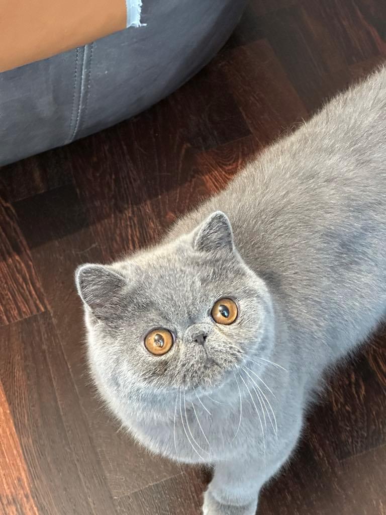 Exotic Lord Hugo Chapman Rivermill billede 5