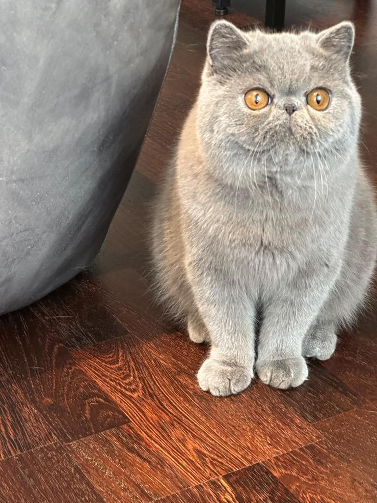 Exotic Lord Hugo Chapman Rivermill billede 6