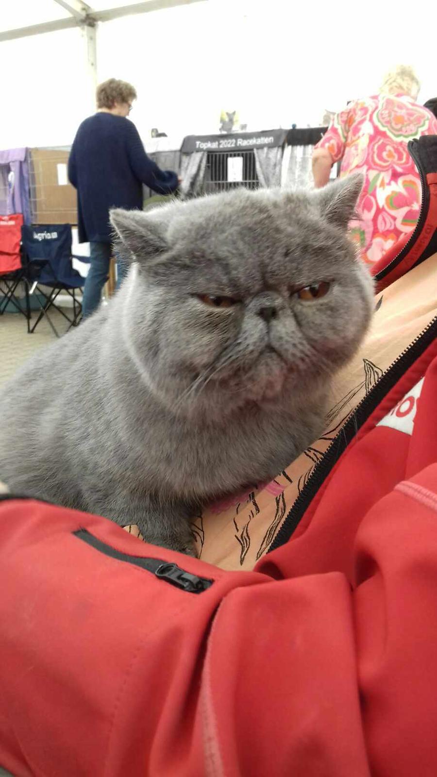 Exotic Lord Hugo Chapman Rivermill billede 7