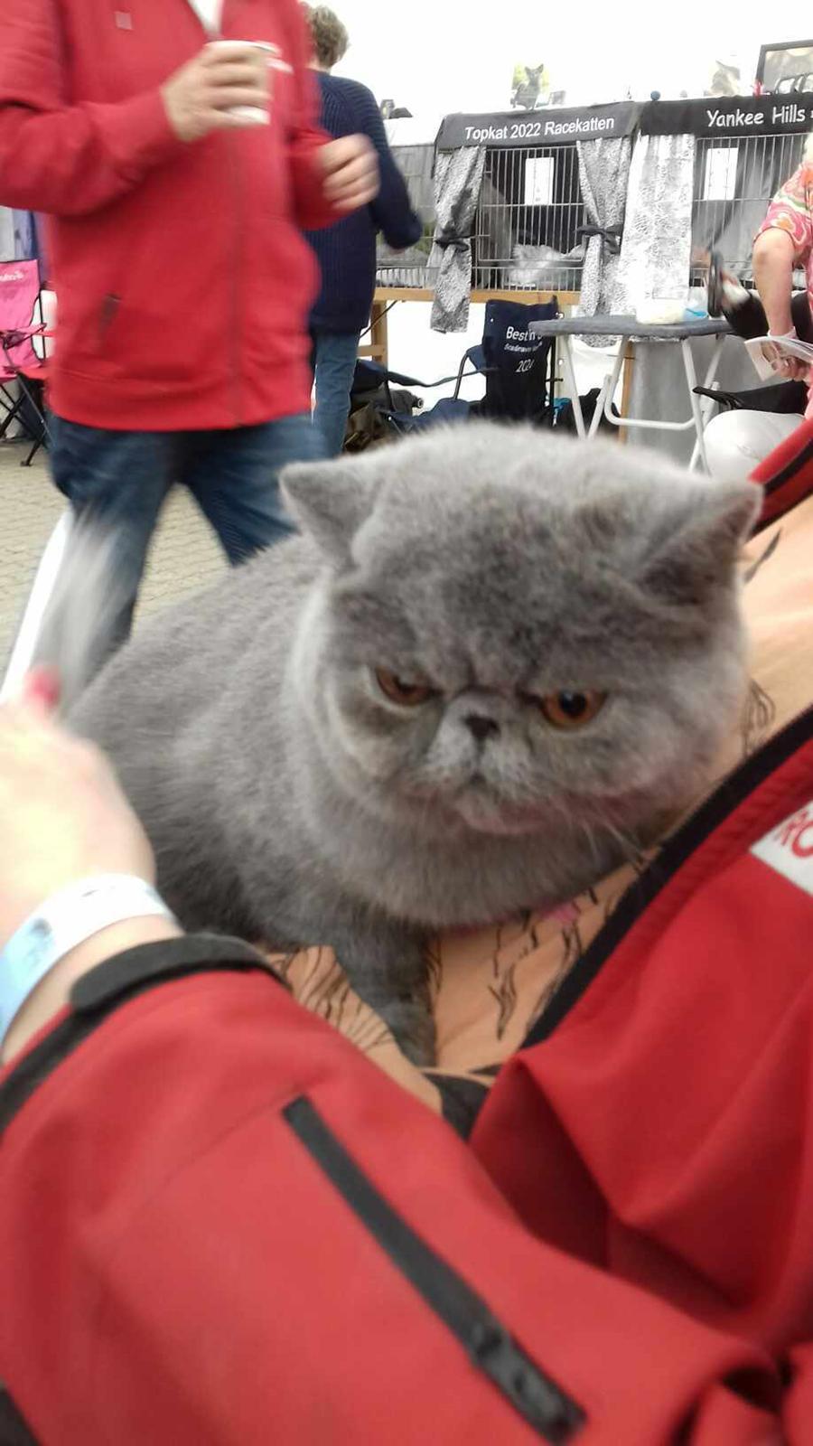 Exotic Lord Hugo Chapman Rivermill billede 8