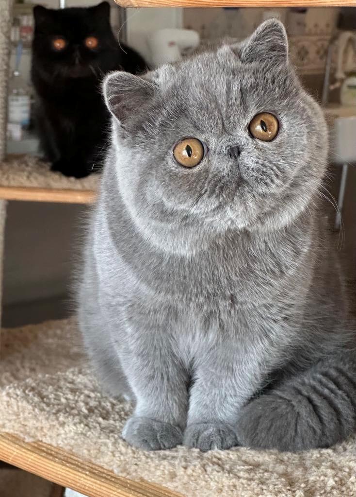 Exotic Lord Hugo Chapman Rivermill billede 2