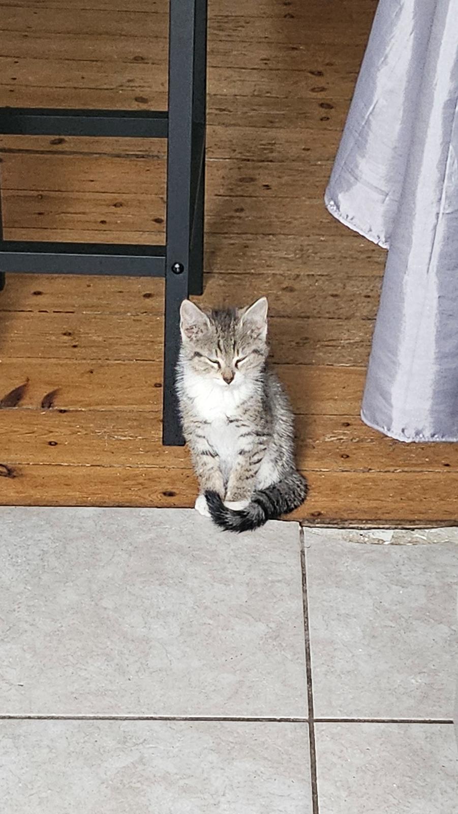 Huskat Biggi billede 1