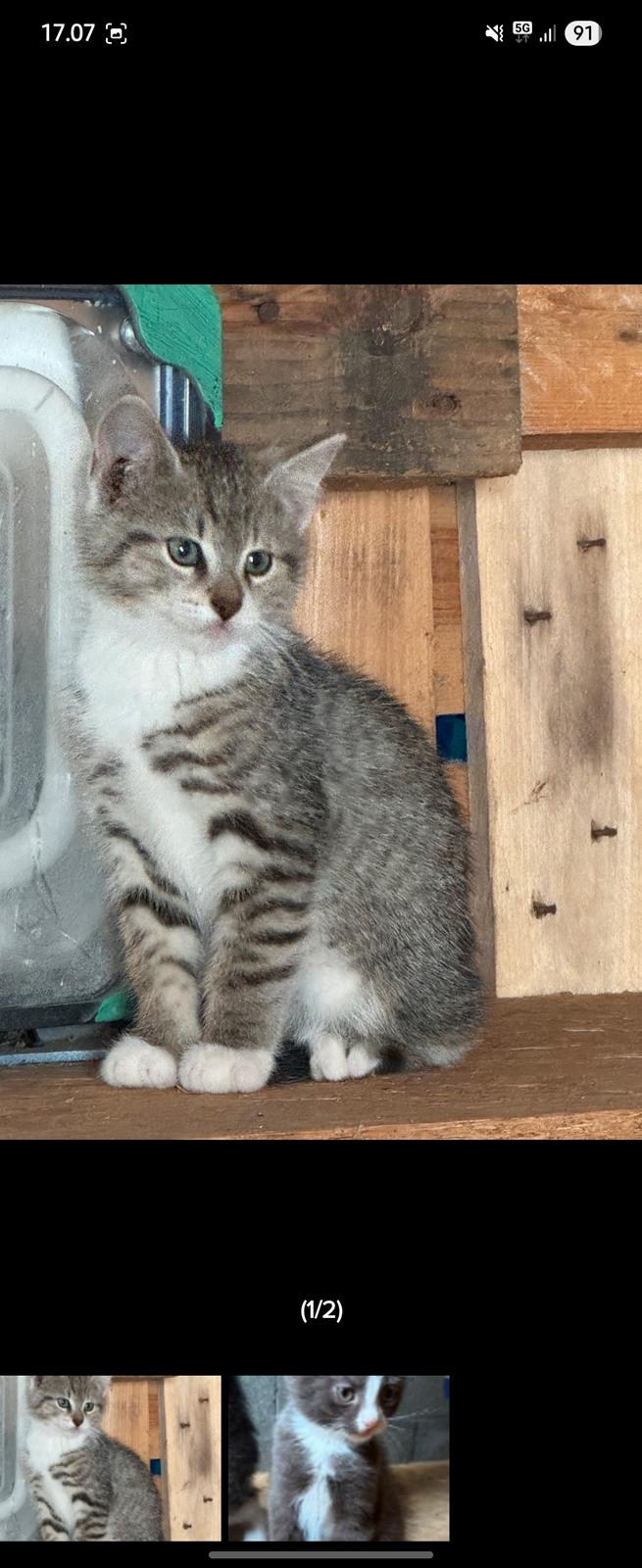 Huskat Biggi billede 2