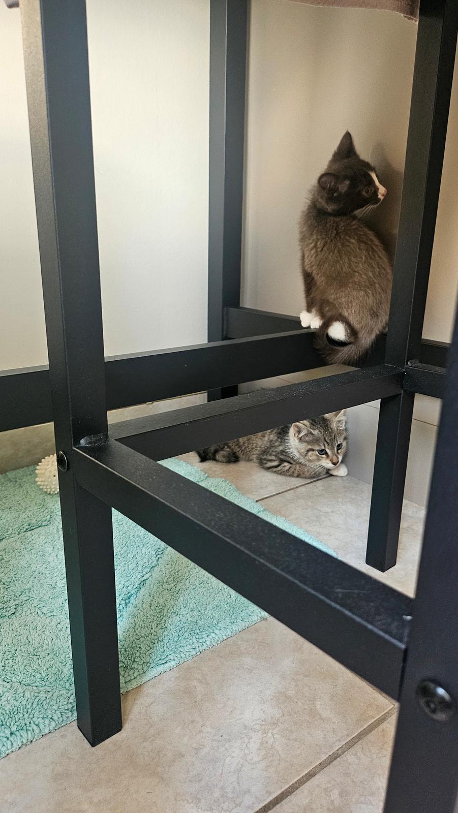 Huskat Biggi billede 3