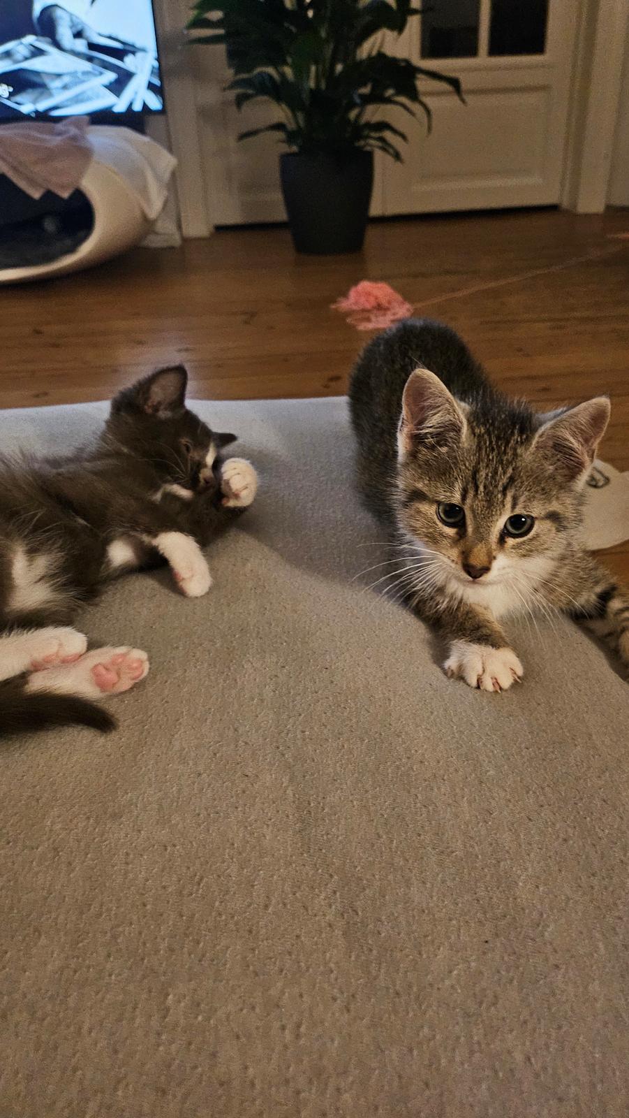 Huskat Biggi billede 4