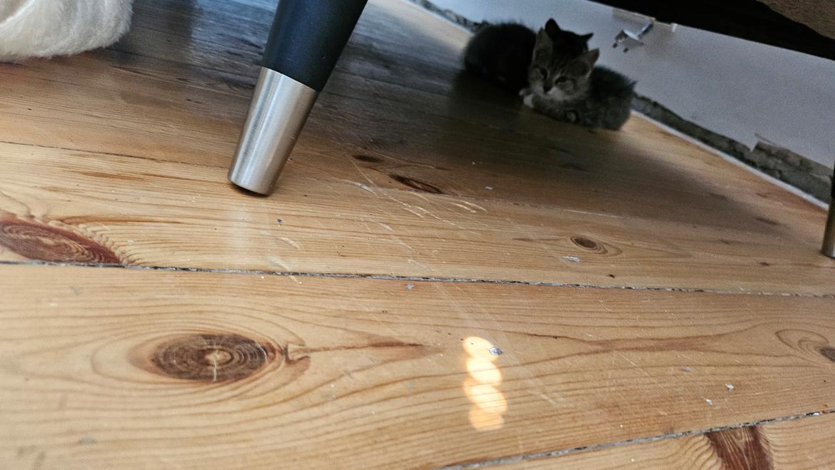 Huskat Biggi billede 5