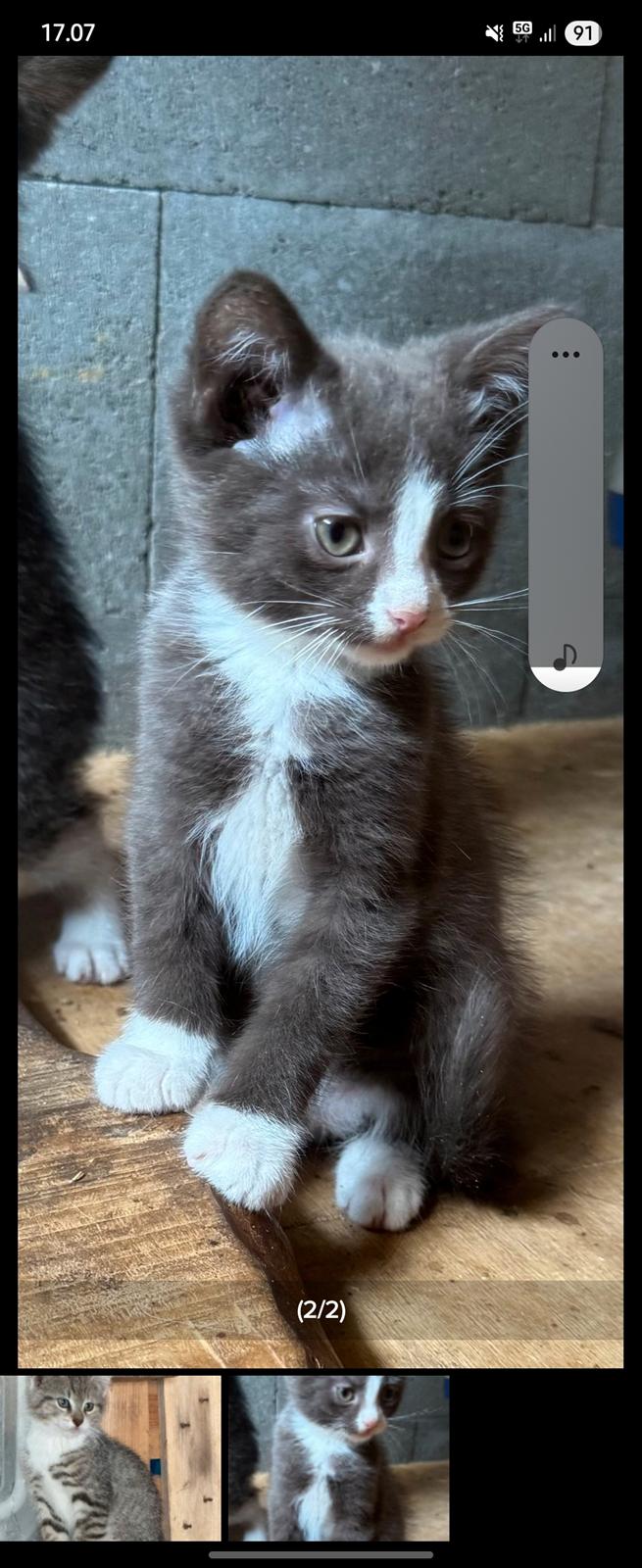 Huskat Tupac  billede 1