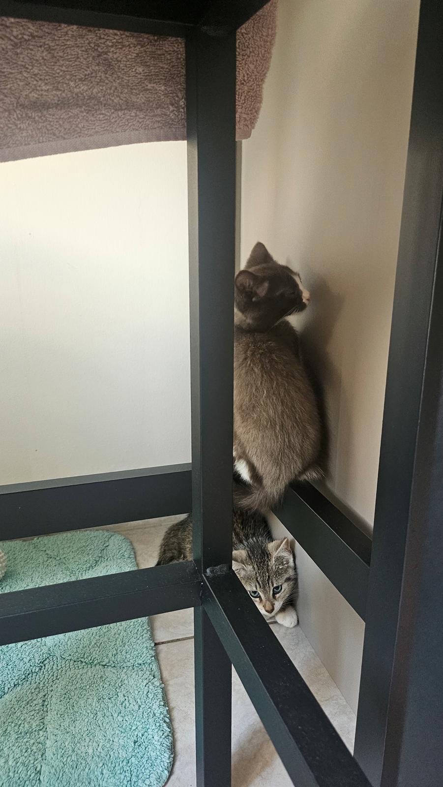 Huskat Tupac  billede 2