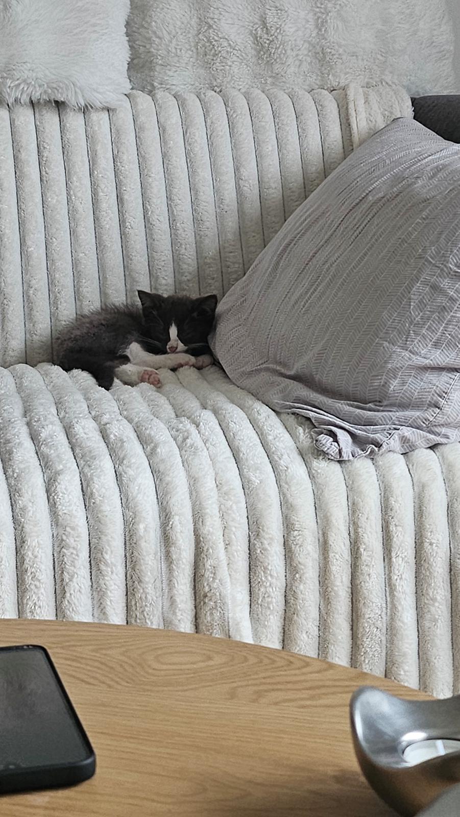 Huskat Tupac  billede 3