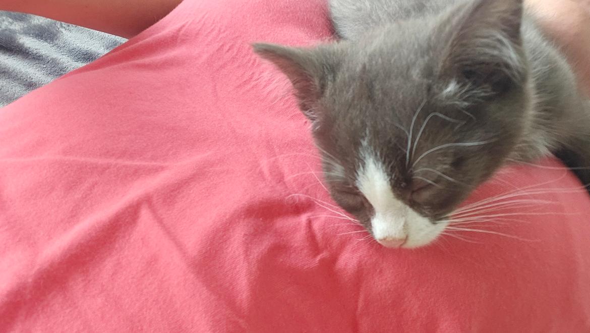 Huskat Tupac  billede 4