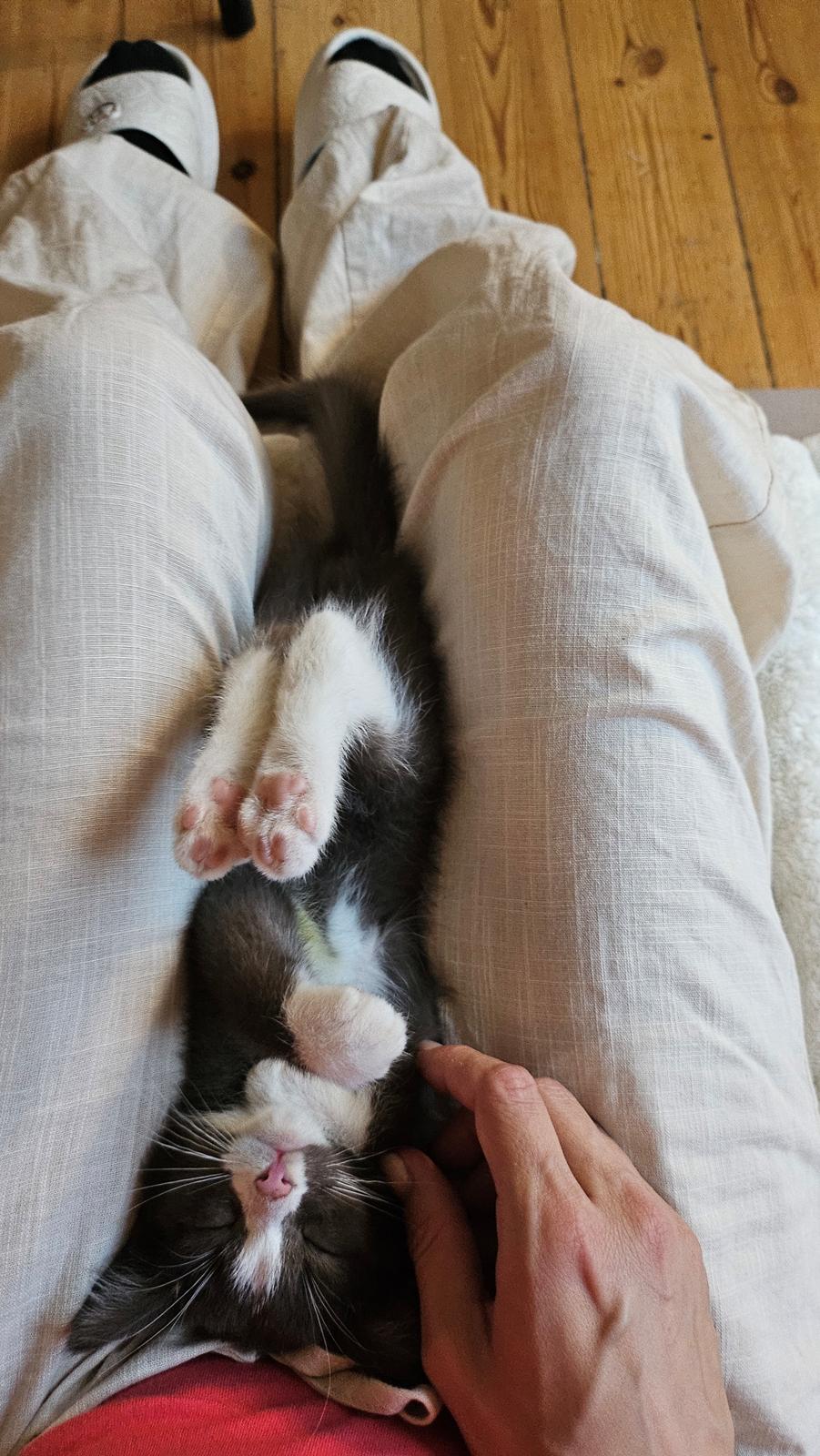 Huskat Tupac  billede 5