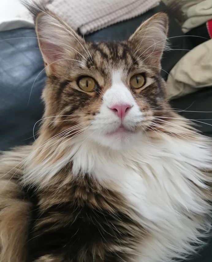 Maine Coon Dk Na'zyia's Zabaione billede 23