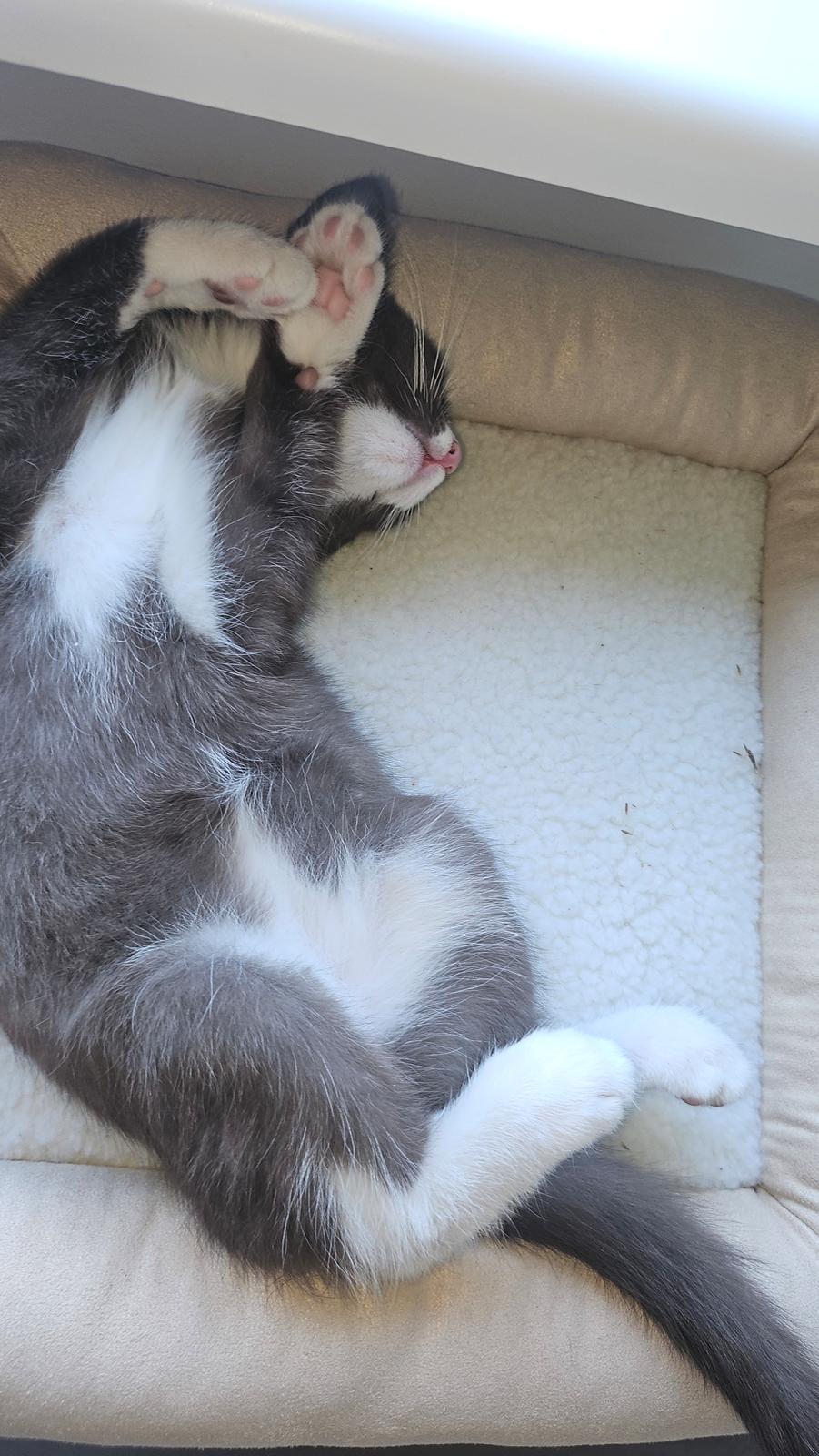 Huskat Tupac  billede 6