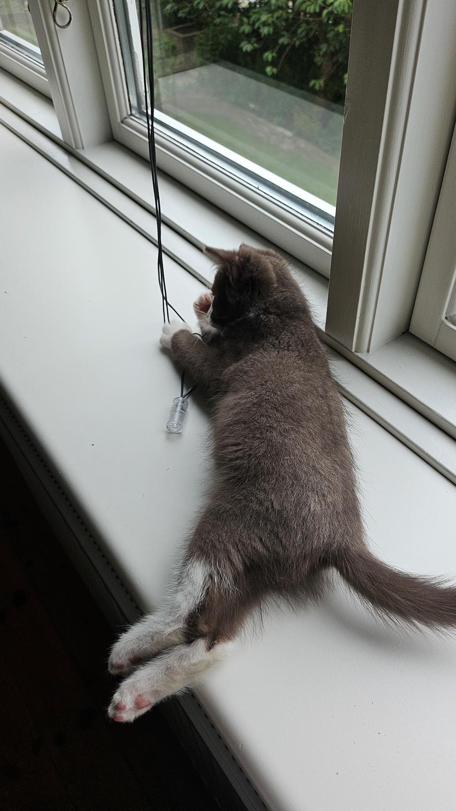 Huskat Tupac  billede 8