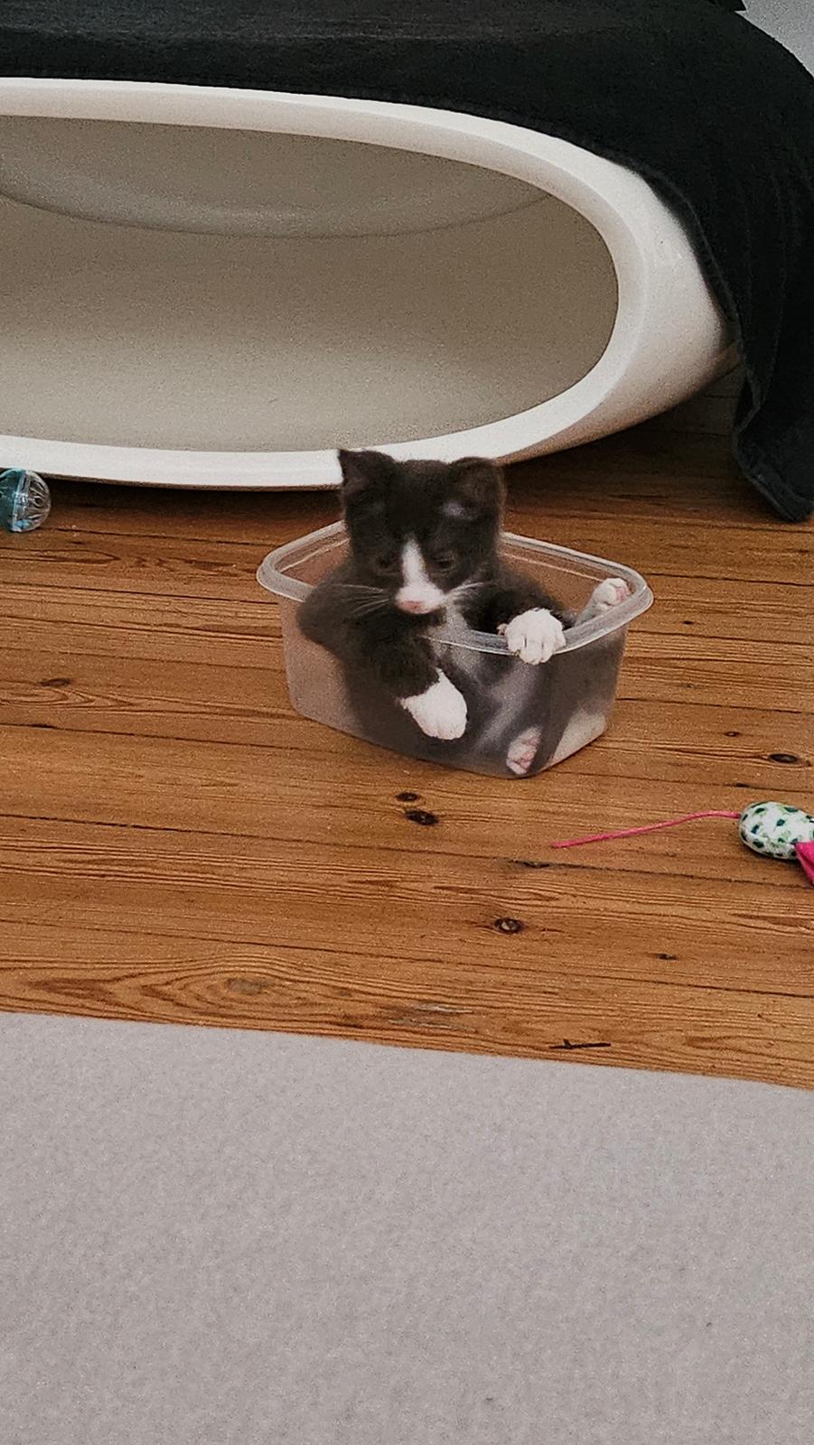 Huskat Tupac  billede 9