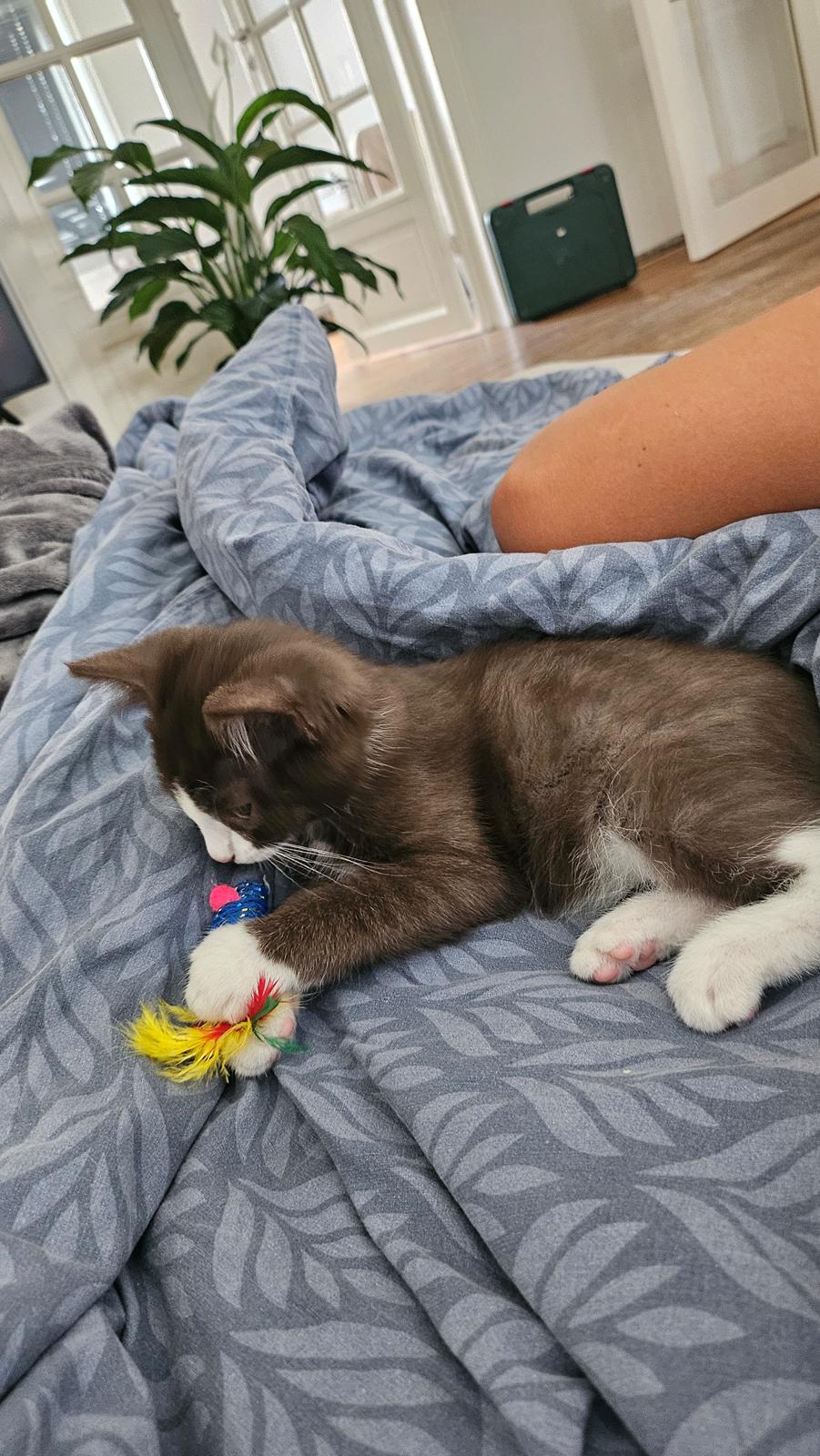 Huskat Tupac  billede 10