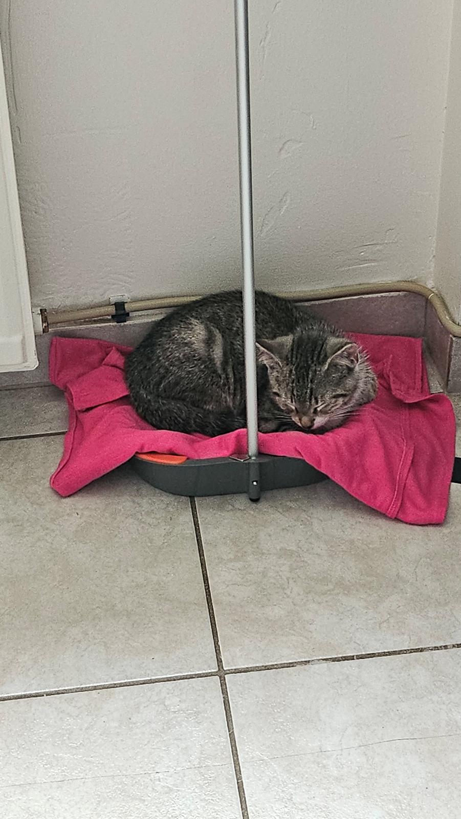 Huskat Biggi billede 6