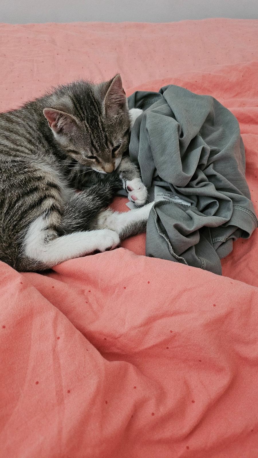 Huskat Biggi billede 7