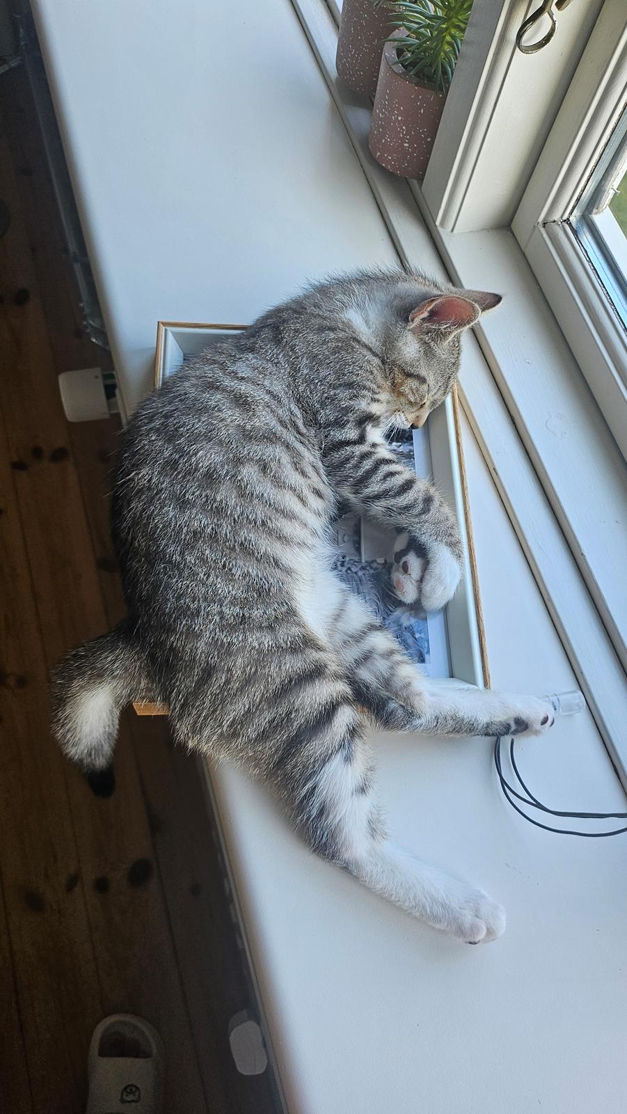 Huskat Biggi billede 8