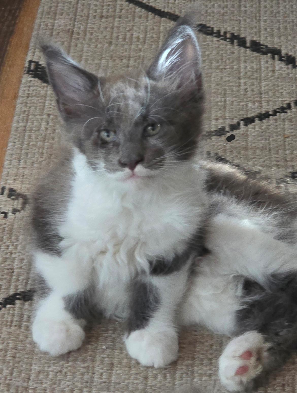 Maine Coon Blackangel's Master Yoda  billede 2