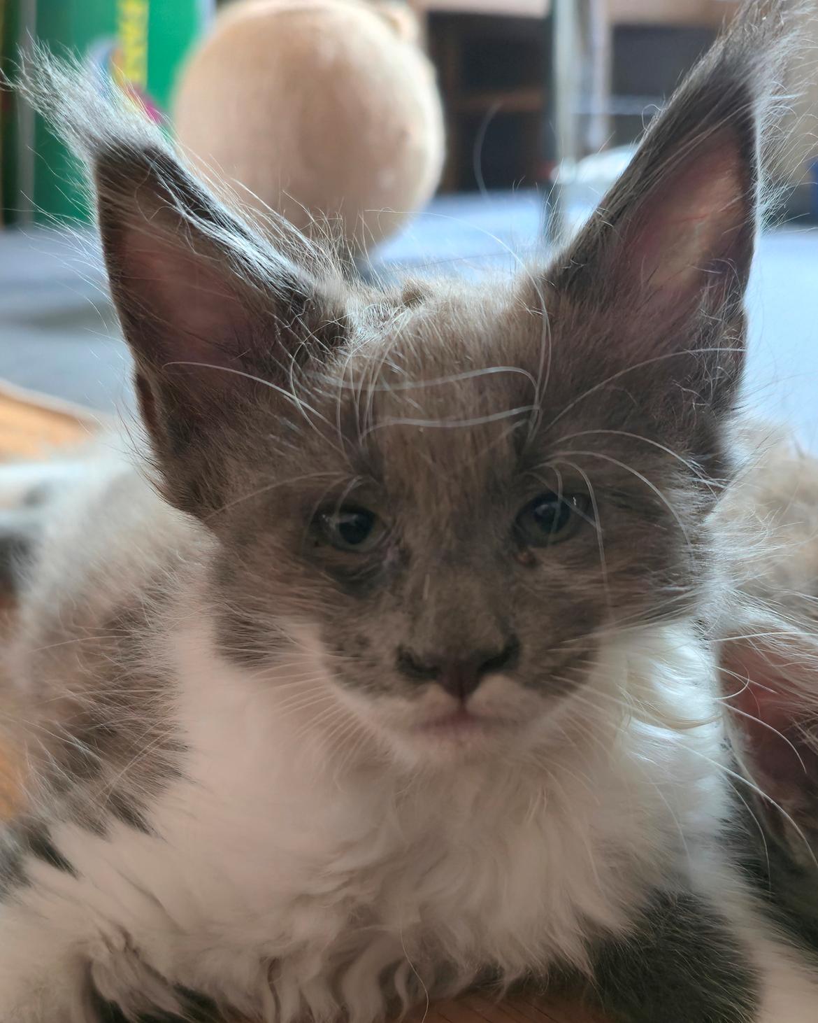 Maine Coon Blackangel's Master Yoda  billede 3