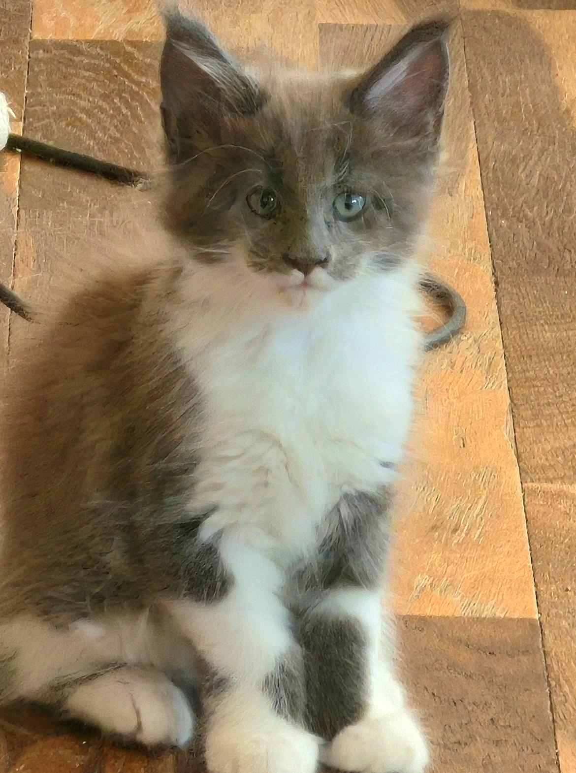 Maine Coon Blackangel's Master Yoda  billede 4