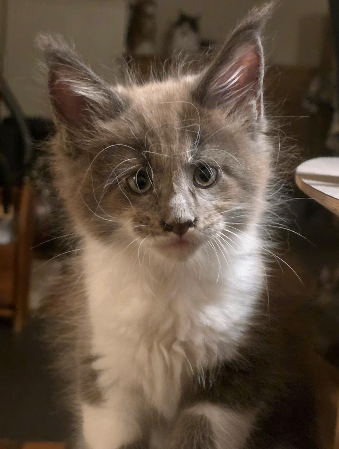 Maine Coon Blackangel's Master Yoda  billede 5