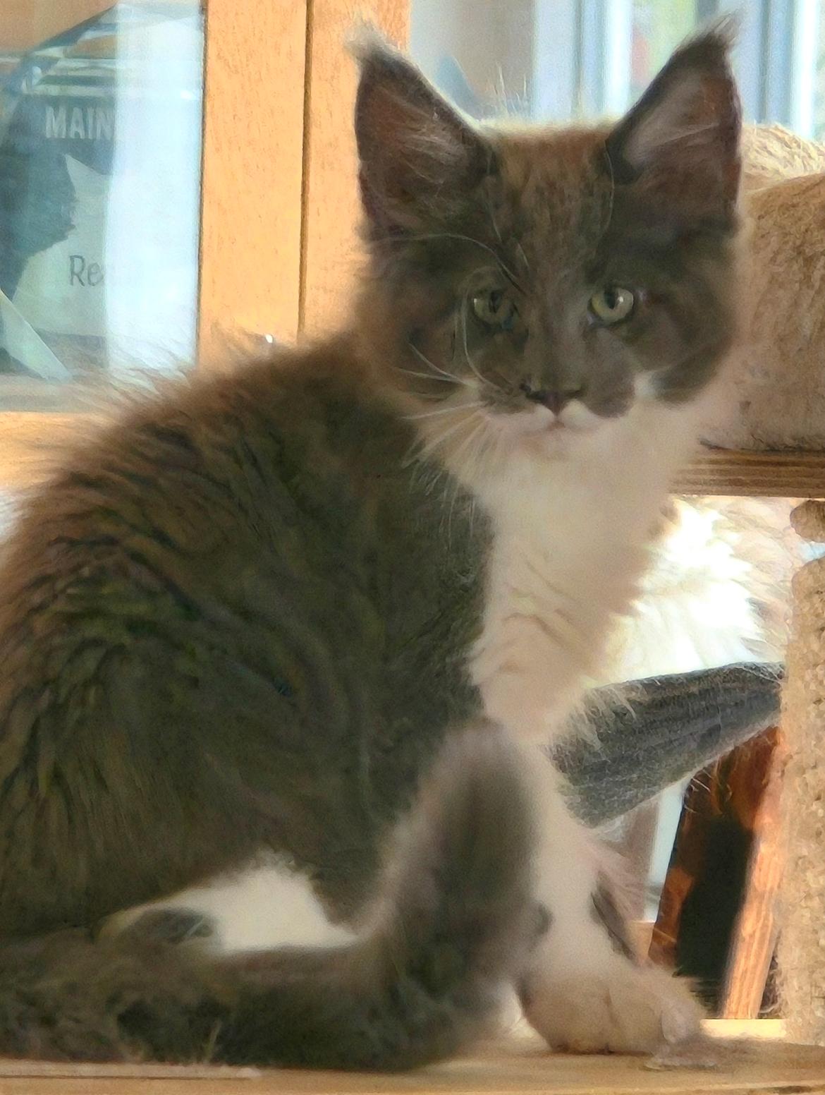 Maine Coon Blackangel's Master Yoda  billede 1