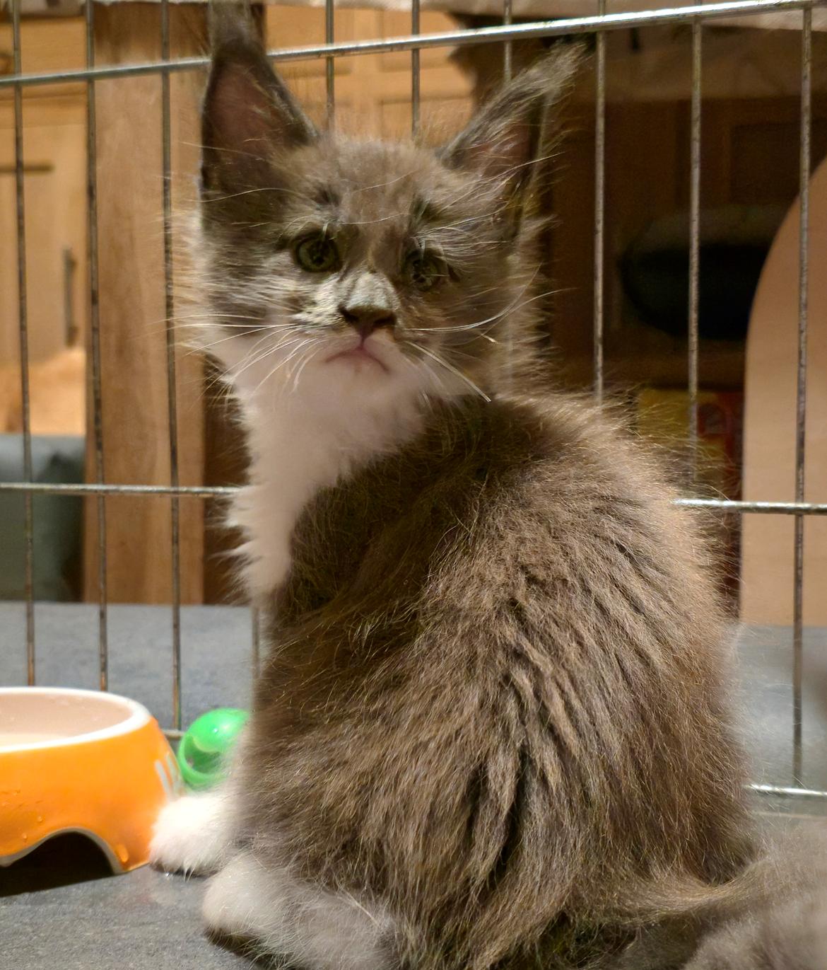 Maine Coon Blackangel's Master Yoda  billede 6