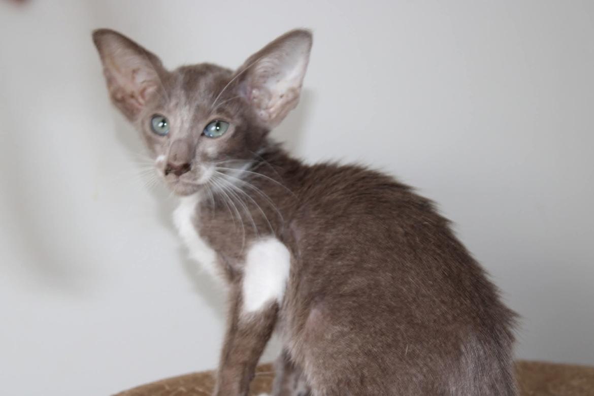 Orientaler Issakat's Madonna billede 3