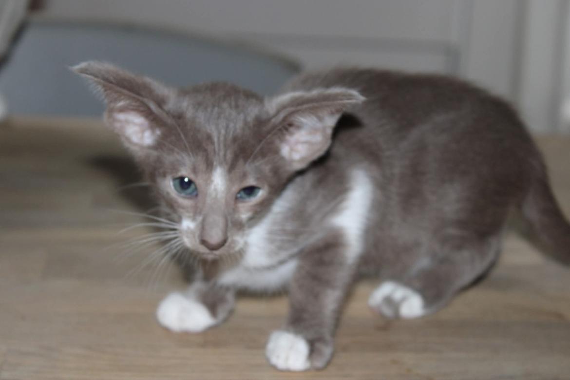 Orientaler Issakat's Madonna billede 4