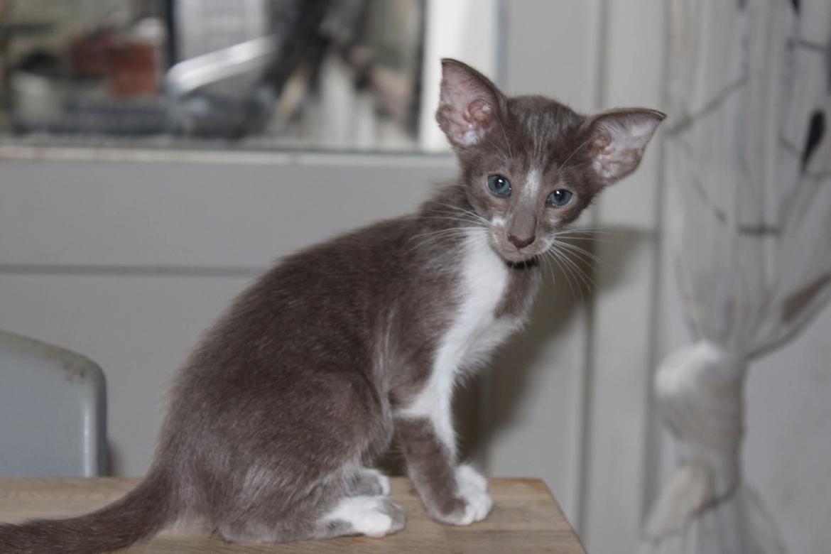 Orientaler Issakat's Madonna billede 5