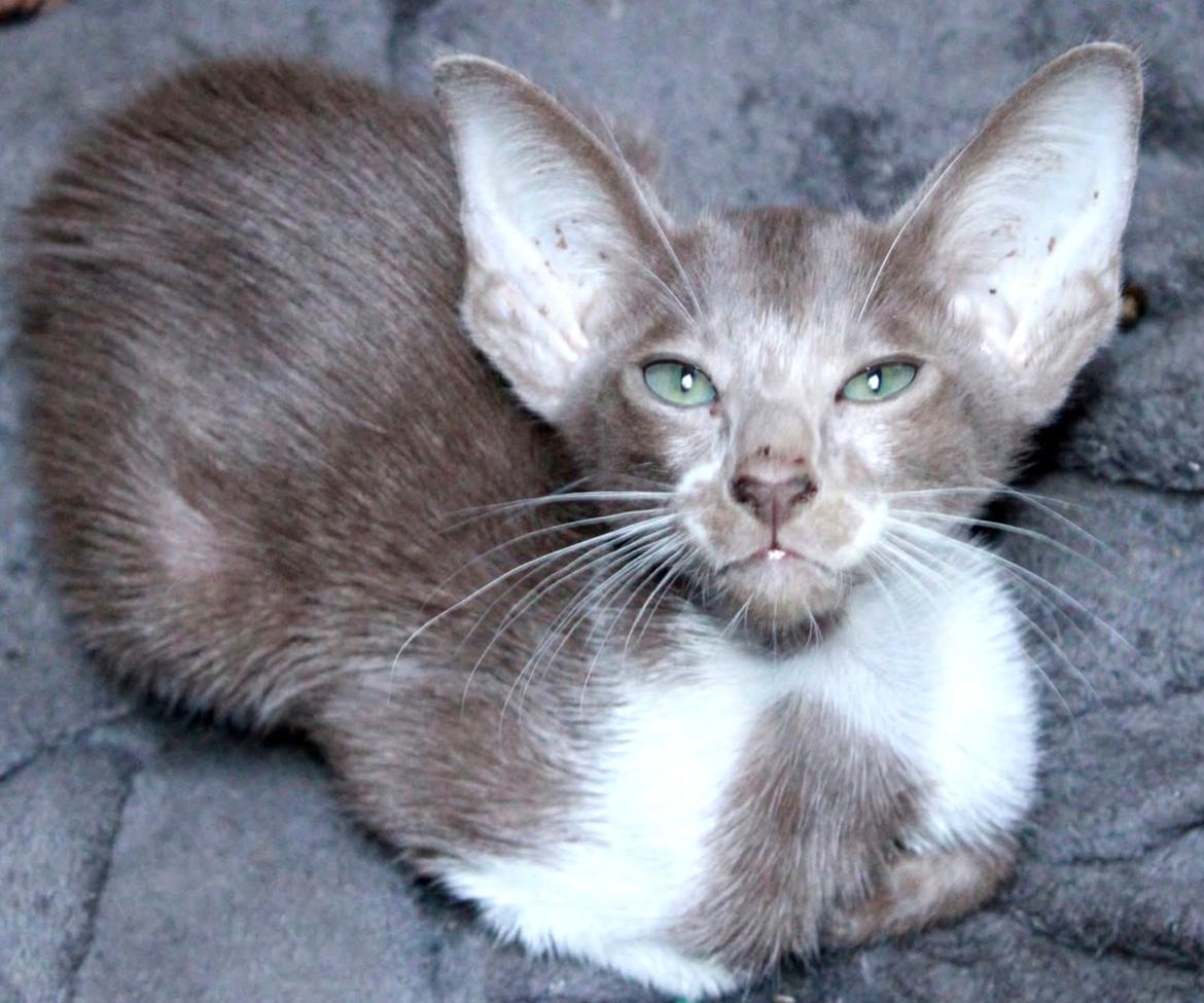 Orientaler Issakat's Madonna billede 2