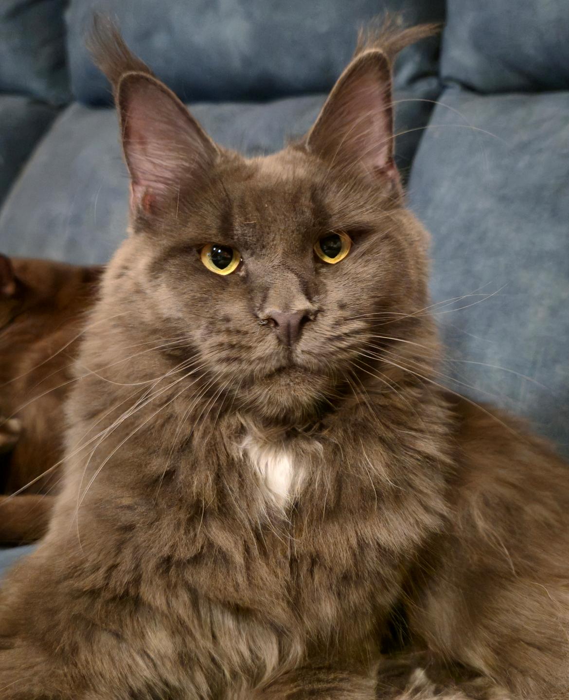 Maine Coon Blackangel's Glitter billede 5