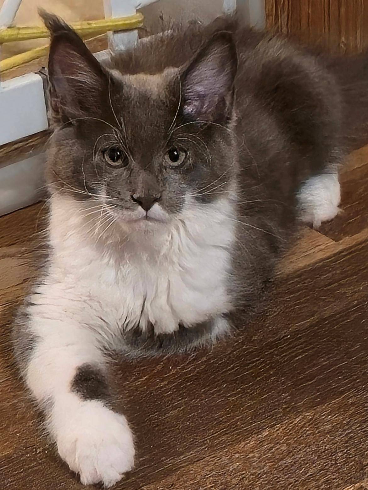 Maine Coon Blackangel's Master Yoda  billede 7