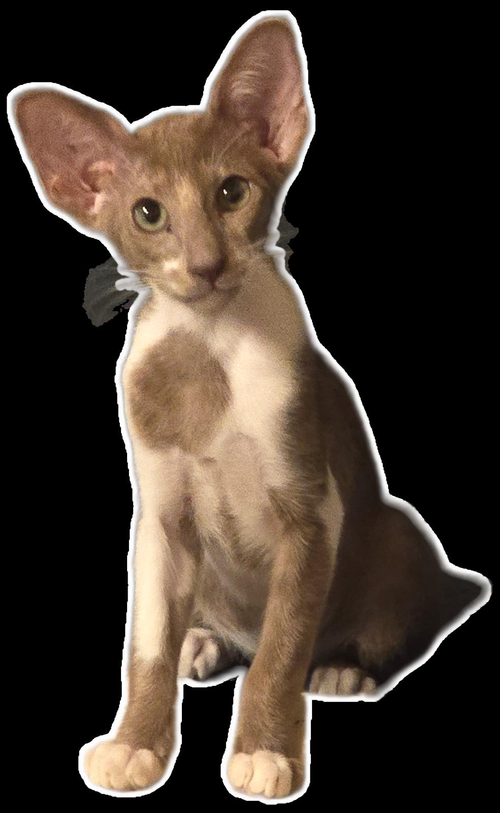 Orientaler Issakat's Madonna billede 6