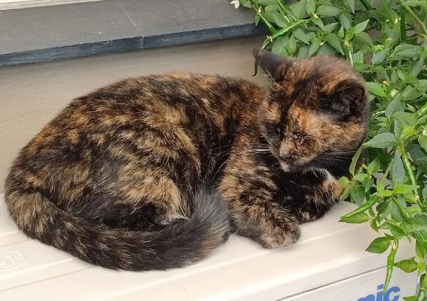 Huskat Fiona billede 2