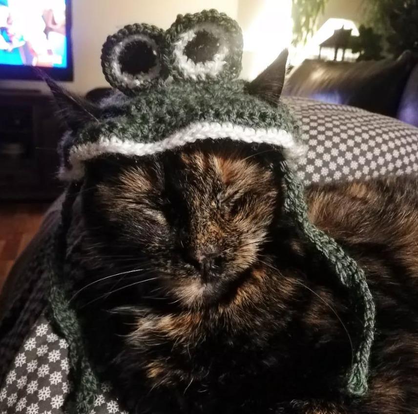 Huskat Fiona billede 1