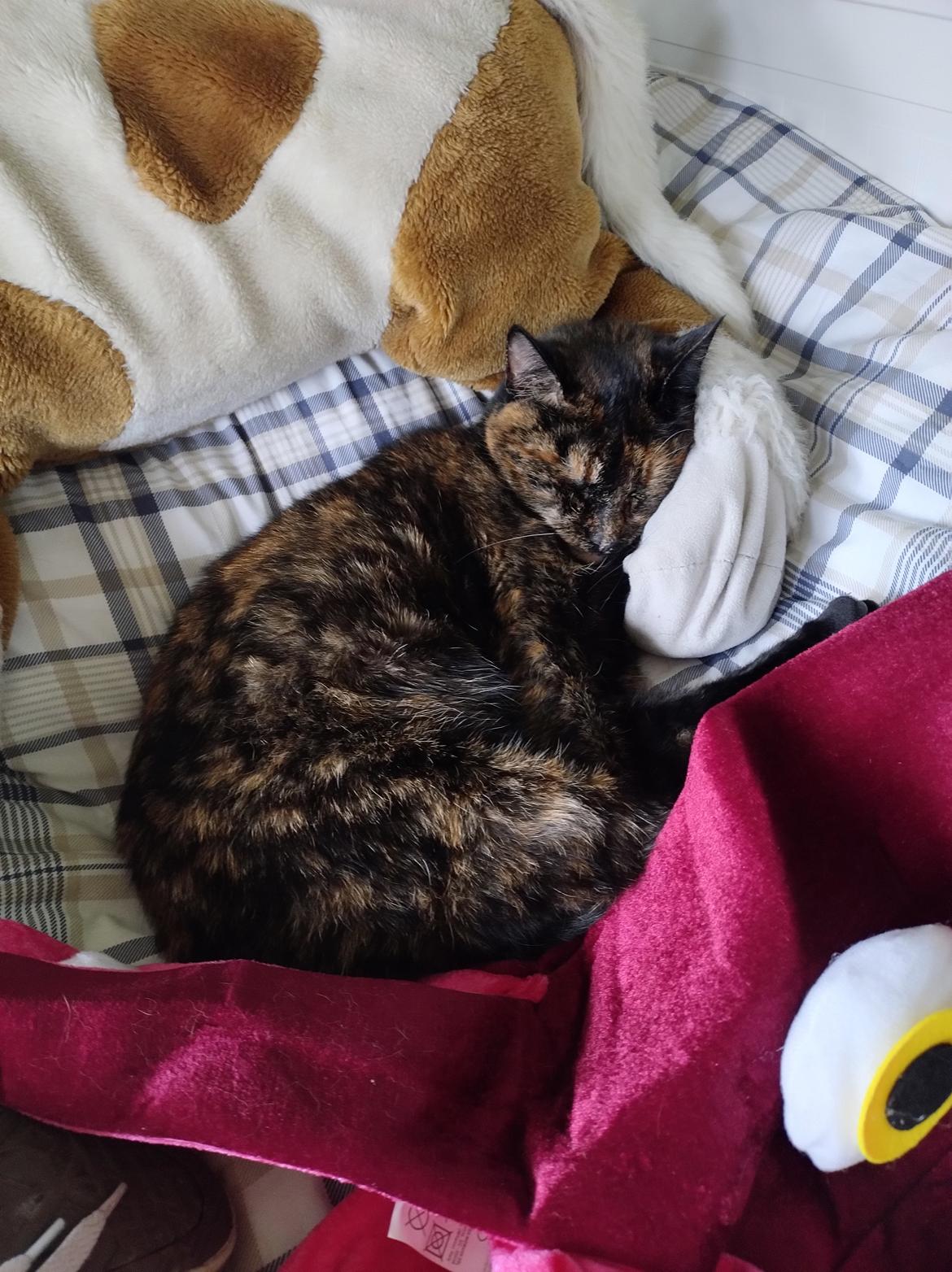 Huskat Fiona billede 3