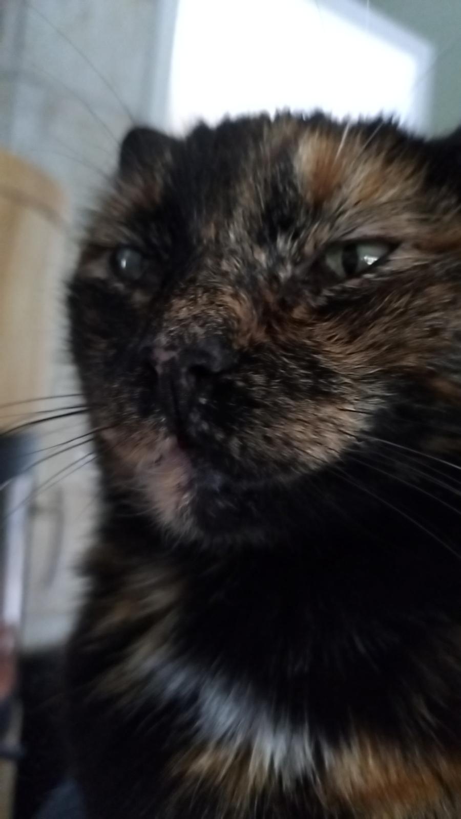 Huskat Fiona billede 5