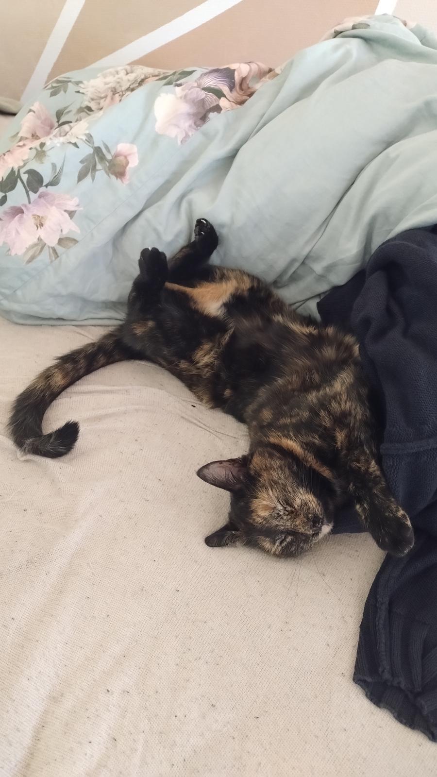 Huskat Fiona billede 6