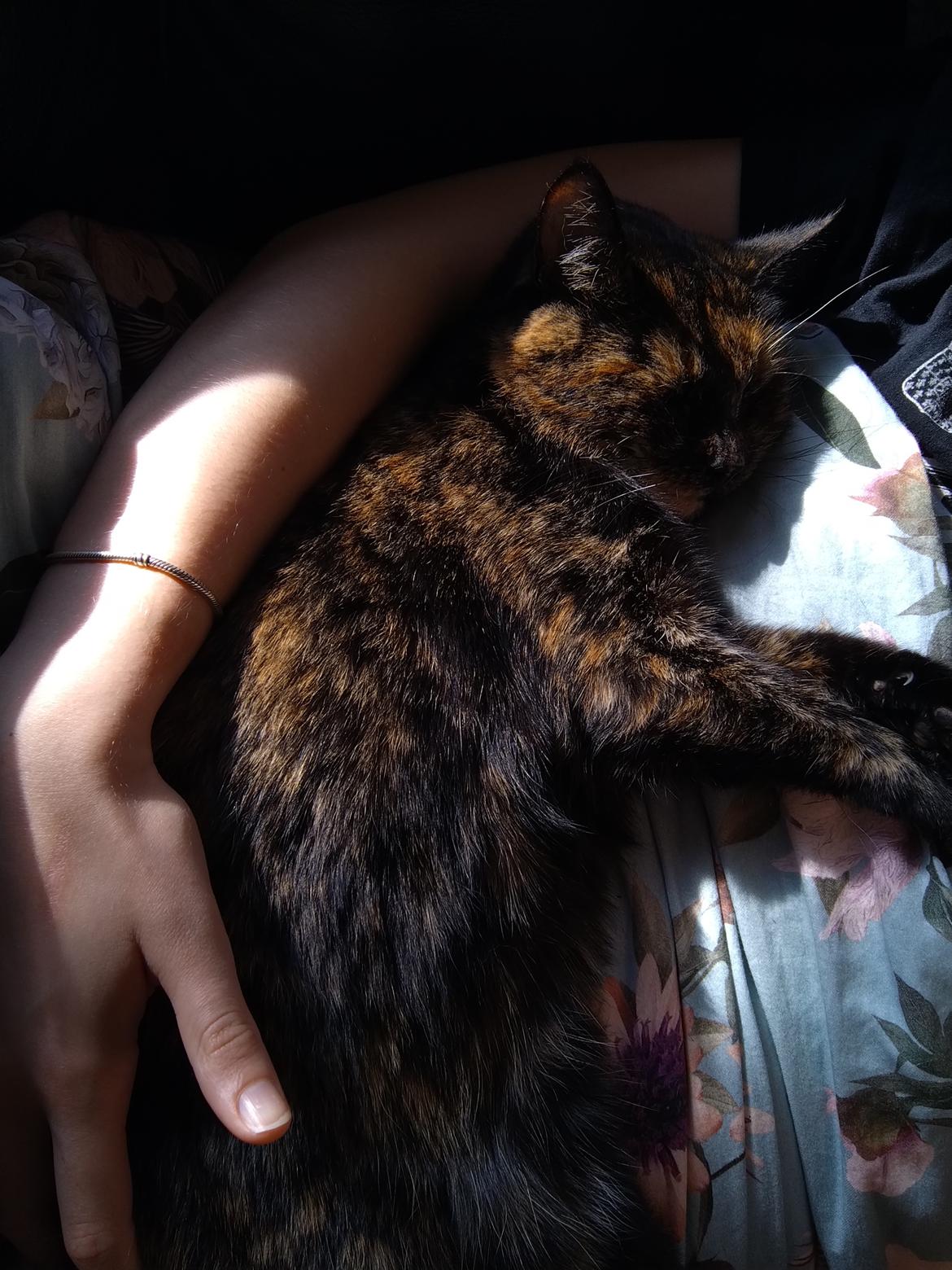 Huskat Fiona billede 7