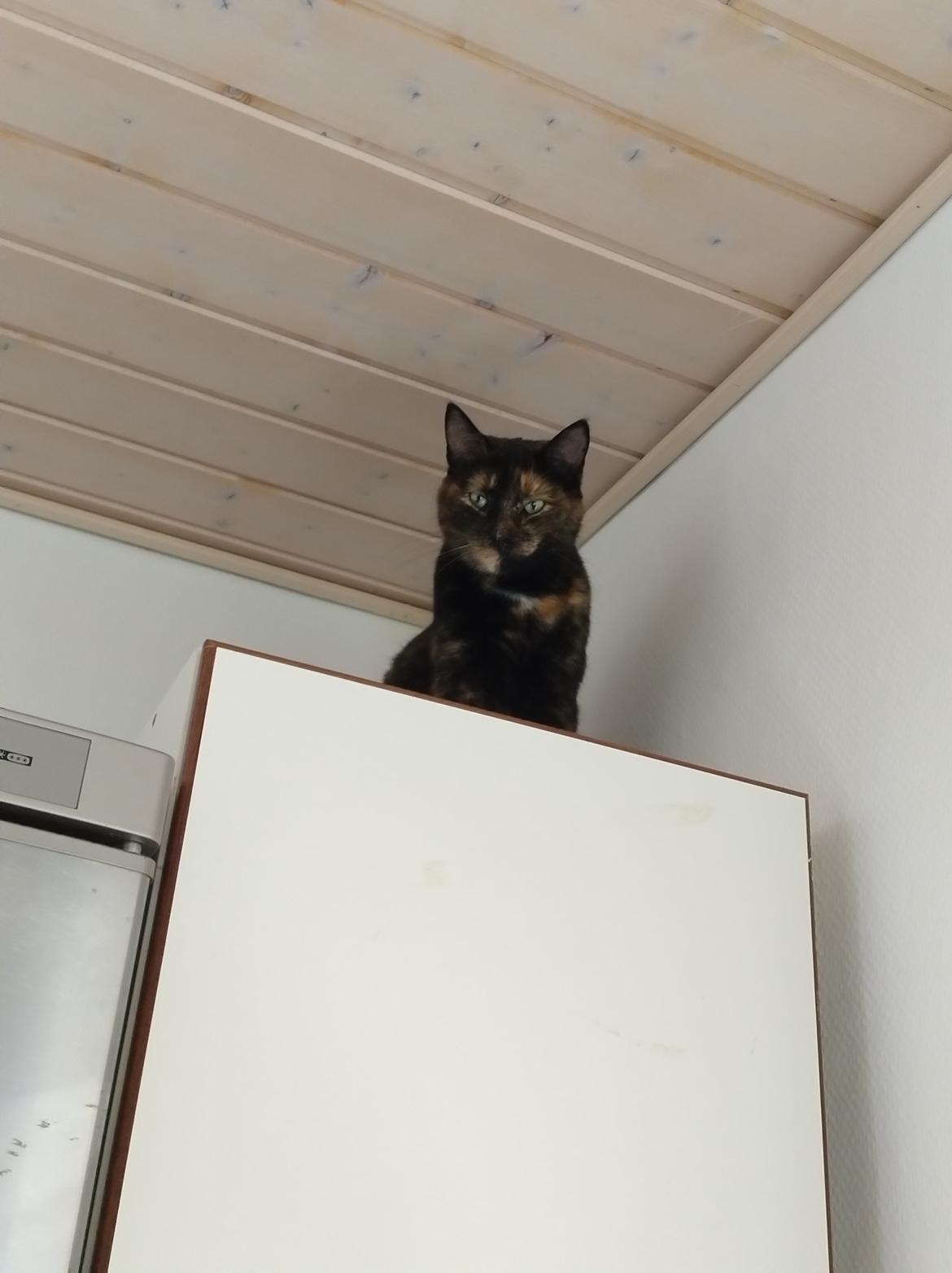 Huskat Fiona billede 4