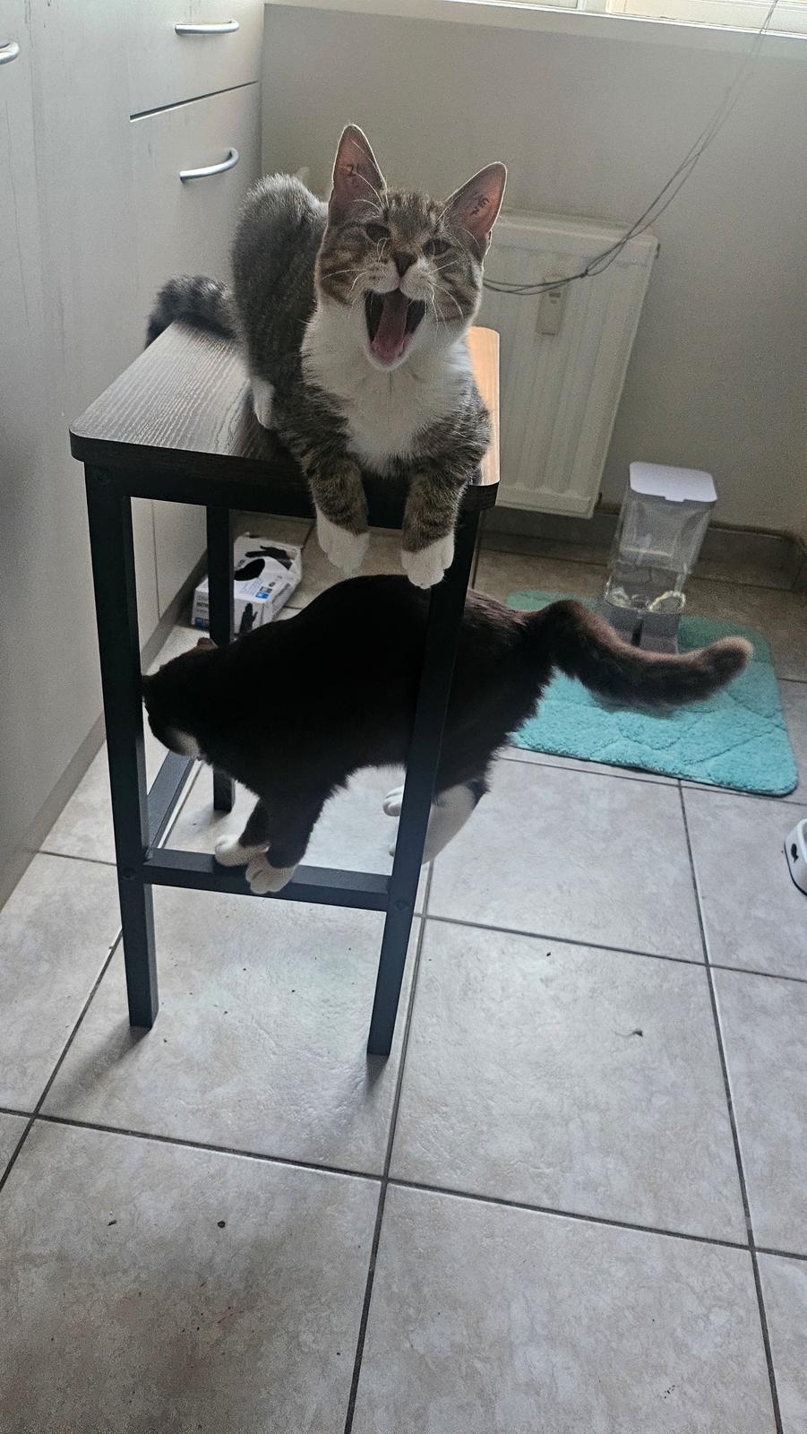 Huskat Biggi billede 9