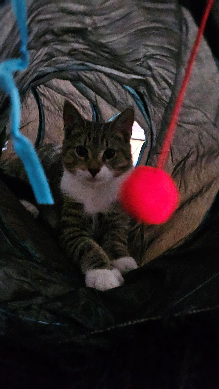 Huskat Biggi billede 10